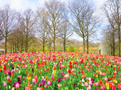 Увидеть цветение тюльпанов в парке Кёкенхоф в Амстердаме