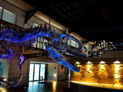 Увидеть самую большую в Европе коллекцию скелетов динозавров в Брюсселе