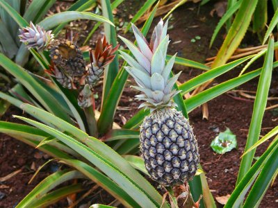 Попробовать ананас на плантации в Паттайе