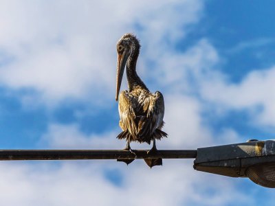Увидеть сидящих на фонарных столбах пеликанов в Коломбо