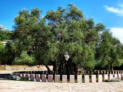 Увидеть 2000-летнее оливковое дерево в Баре