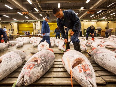 Побывать на аукционе тунца в Токио