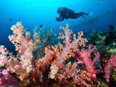 Увидеть подводные пейзажи у островов Симилан на Пхукете
