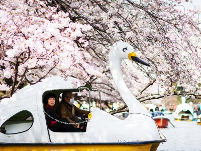 Поплавать на катамаранах-лебедях в парке Инокасира в Токио