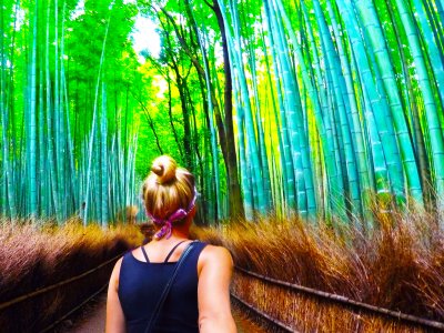 Побродить в бамбуковой роще в Киото