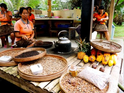 Попробовать самый дорогой кофе в мире на Бали