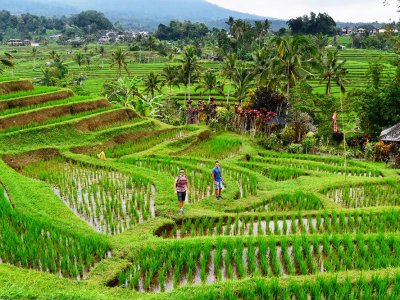Погулять по рисовым полям на Бали