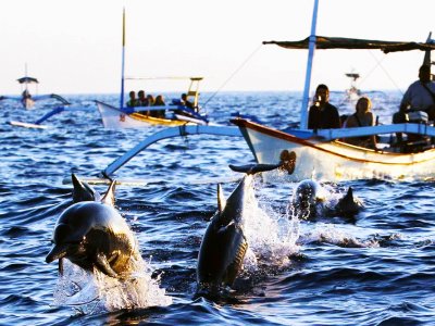 Поплавать на лодке среди дельфинов на Бали