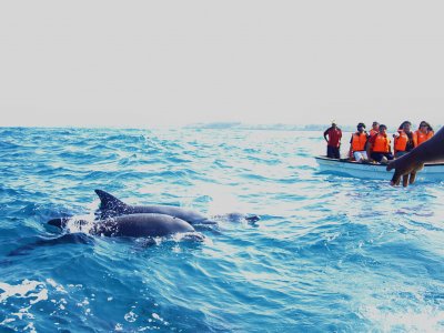 Поплавать с дельфинами на Занзибаре