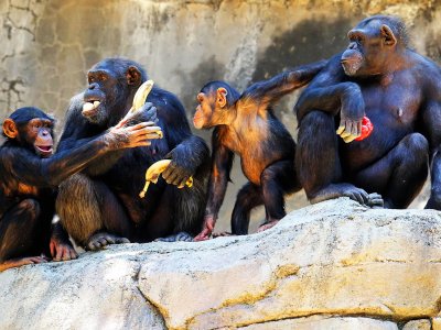 Увидеть самую большую в мире популяцию шимпанзе в Кигоме
