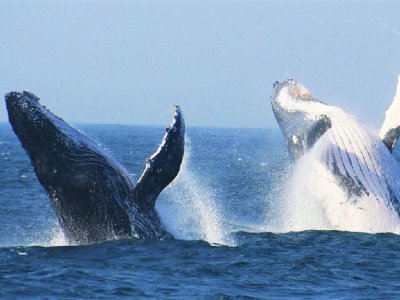 Увидеть миграцию горбатых китов в Дар-эс-Саламе