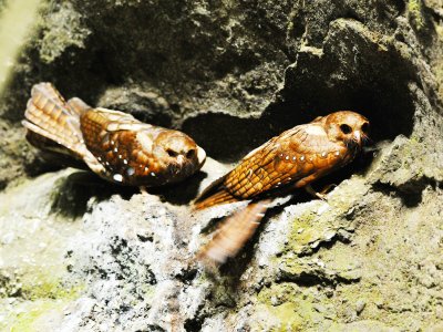 Увидеть ночных птиц гуахаро в Кумане
