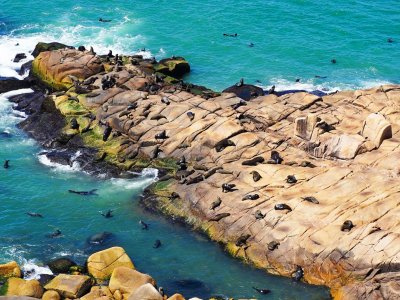 Увидеть морских львов с маяка в Мальдонадо