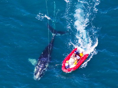 Увидеть южных китов в Мальдонадо