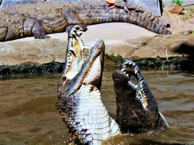 Увидеть кормёжку крокодилов в Порт-Луи