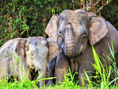 Увидеть карликовых слонов-пигмеев на Борнео