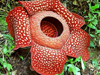 Увидеть цветение раффлезии на Борнео