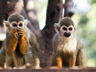 Побывать в парке обезьян в Тель-Авиве