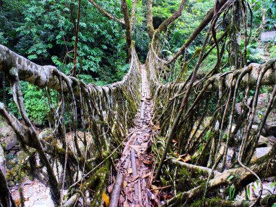 Перейти мост из корней в Шиллонге