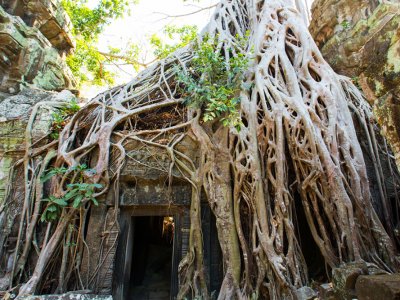 Побывать в храме под корнями дерева в Сиемреапе