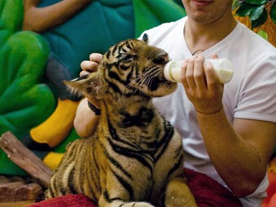Покормить молоком маленьких тигрят в Паттайе