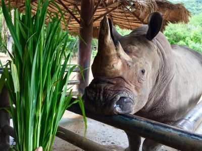 Покормить носорога в Паттайе