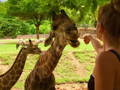 Покормить жирафа в Паттайе