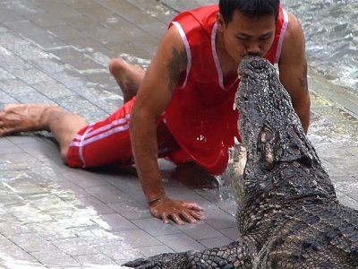 Увидеть шоу крокодилов в Паттайе