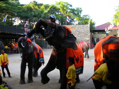 Посмотреть шоу слонов в Паттайе
