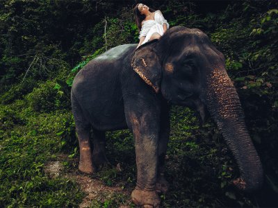 Сделать фотосессию на слоне на Пхукете