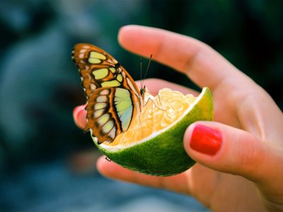 Покормить нектаром тропическую бабочку на Пхукете