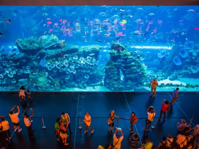 Увидеть самый большой в мире аквариум в Дубае