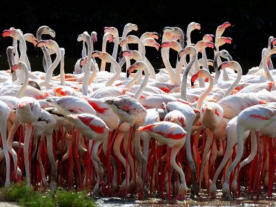 Увидеть фламинго в Дубае