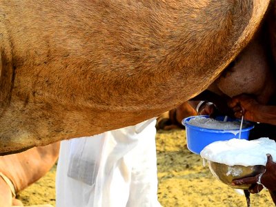 Попробовать парное верблюжье молоко в Эль-Айне