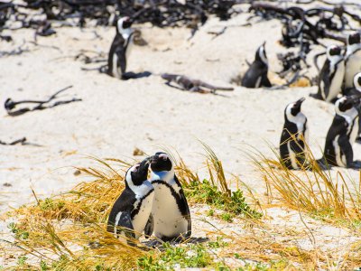 Увидеть пингвинов в Африке в Кейптауне