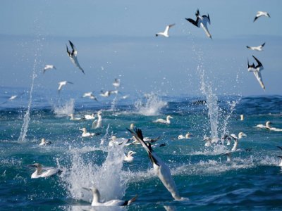 Увидеть охоту птиц во время миграции сардин в Кейптауне