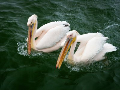 Покормить розовых пеликанов в Гвадалахаре
