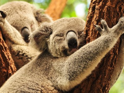 Позавтракать с коалами в Сиднее