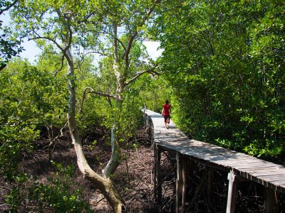 Погулять по мангровым зарослям на Пхукете