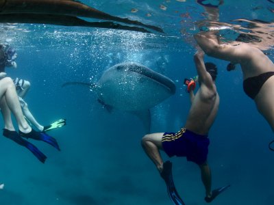 Поснорклить с китовыми акулами на Атолле Ари