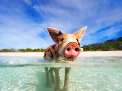 Поплавать со свинками в Джорджтаун
