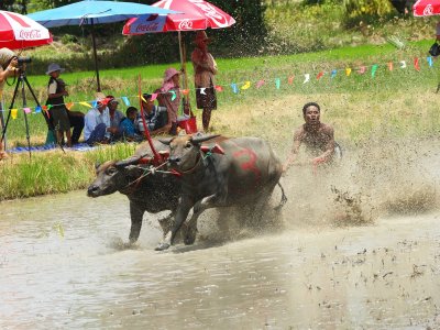 Побывать на буйволиных скачках в Паттайе
