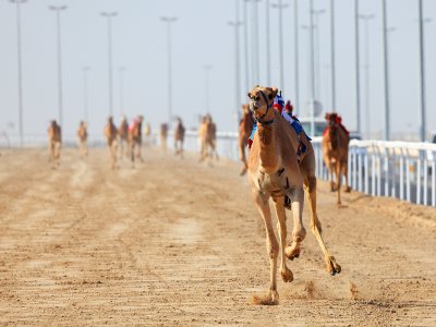 Увидеть верблюжьи бега в Дубае