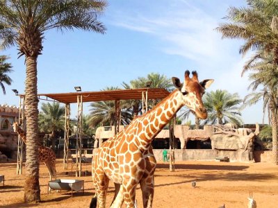 Покормить жирафов в Абу-Даби