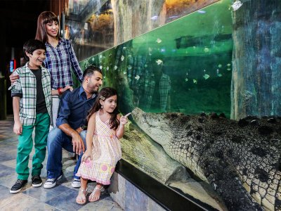 Увидеть короля крокодилов в Дубае