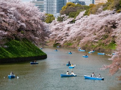 Покататься на лодке среди цветущих сакур в Токио