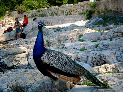 Покормить павлинов у Мертвого озера в Дубровнике