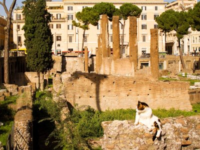 Покормить котов в руинах Торре Арджентина в Риме