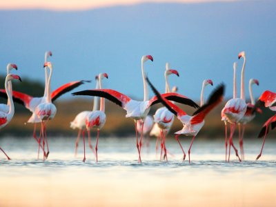 Увидеть розовых фламинго на Сардинии