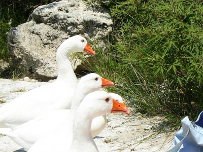 Покормить диких гусей и уток в зарослях озера Курнас на Крите